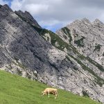 Kuh vor Berg